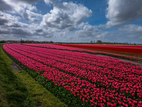 Curving rows of pink and red tulips with a grass path in the Bollenstreek bulb region near Keukenhof, South Holland, Netherlands