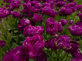 Obraz premium Macro of vivid purple double peony-style tulips in close-up in the Bollenstreek bulb region near Keukenhof, South Holland, Netherlands