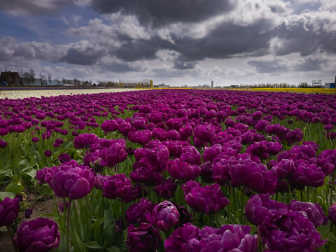 Vivid purple double tulip field with dramatic stormy sky in the Bollenstreek bulb region near Keukenhof, South Holland, Netherlands