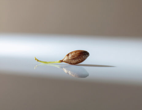tiny seed resting on a reflective surface symbolizing growth, sustainability and future potential