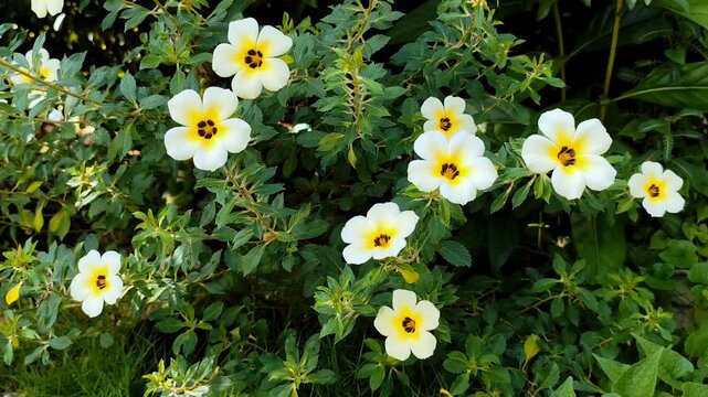 The beautiful White Alder or Turnera Subulata flowers bloom in the garden against a backdrop of lush green leaves moving in the breeze.