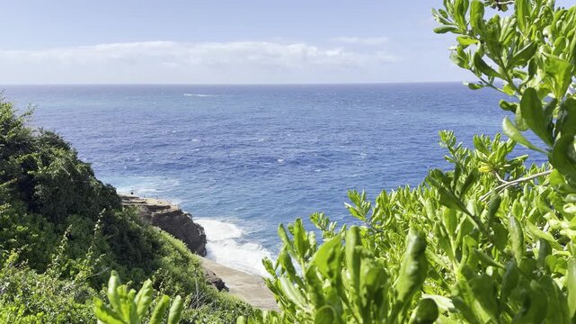 Scaevola taccada, also known as beach cabbage, sea lettuce, or beach naupaka, is a flowering plant in the family Goodeniaceae. Spitting Cave, East of Honolulu, Oahu, Hawaii.  Pacific Ocean
