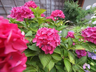 Fototapeten Pink Blue Hydrangea (Hydrangea macrophylla) or Hortensia flower with dew in slight color variations ranging from blue to purple.  © Tosh^-^b