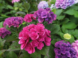 Fototapeta premium Blue Hydrangea (Hydrangea macrophylla) or Hortensia flower with dew in slight color variations ranging from blue to purple.