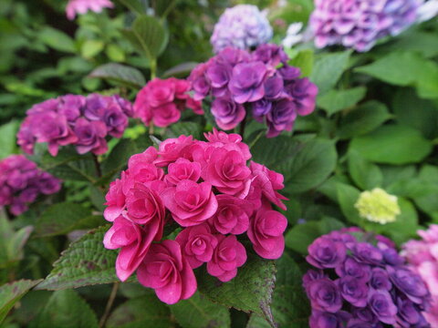 Blue Hydrangea (Hydrangea macrophylla) or Hortensia flower with dew in slight color variations ranging from blue to purple.