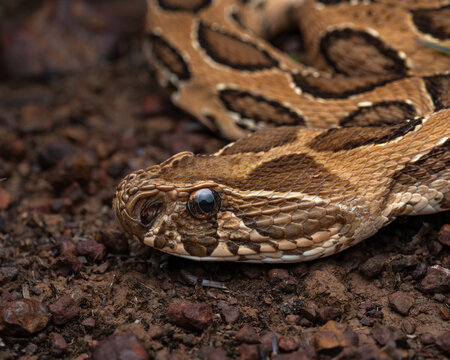 Russell's Viper