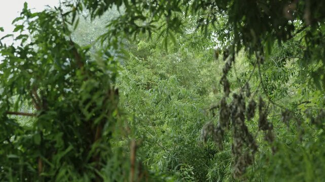 Dense green willow trees growing in a wild lush forest.