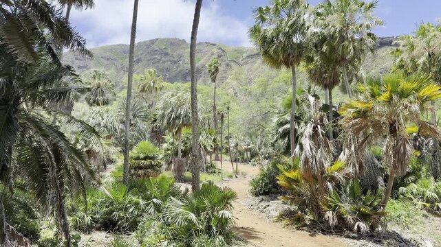 Dryland palms.  Koko Crater Botanical Garden, East of Honolulu, Oahu, Hawaii.  Koko Crater  is an extinct tuff cone. Arecaceae are a family of perennial, flowering plants in the monocot order Arecales