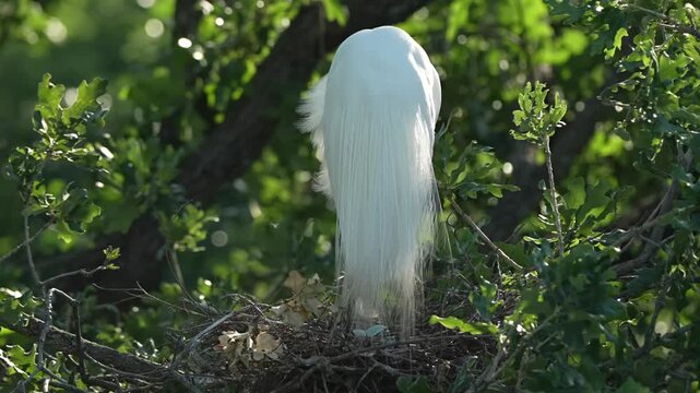 Beautiful Egret is preening its feathers	

