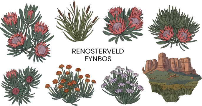 A collection of botanical illustrations showing various Fynbos plants including Proteas and a landscape with rocky cliffs