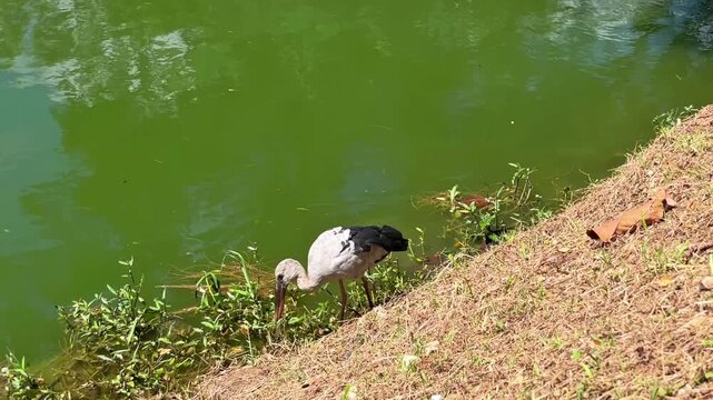 An Indian openbill stork (Anastomus oscitans) slowly walks along the lake shore in search of food. The bird carefully scans the shallows and coastal vegetation, displaying its natural food sources.