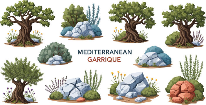 A collection of illustrations showcasing Mediterranean garrigue flora featuring twisted olive trees rocks and shrubs