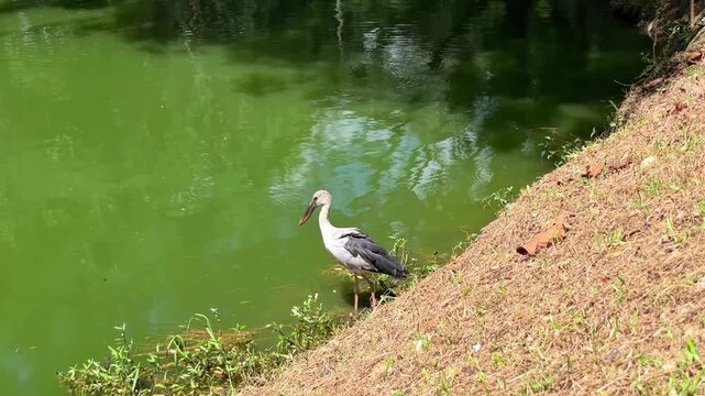 The Asian Openbill Stork (Anastomus oscitans) hunts at the edge of a lake. The bird plunges its bill and head deep into the water, finds its prey, drags it to shore, and eats it.