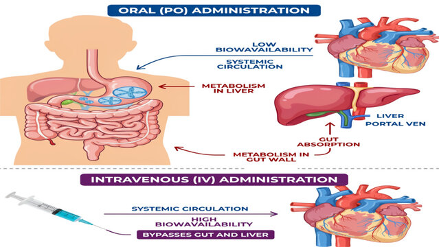Human digestive system diagram showing food traveling through stomach and intestines with healthy bacteria Vector