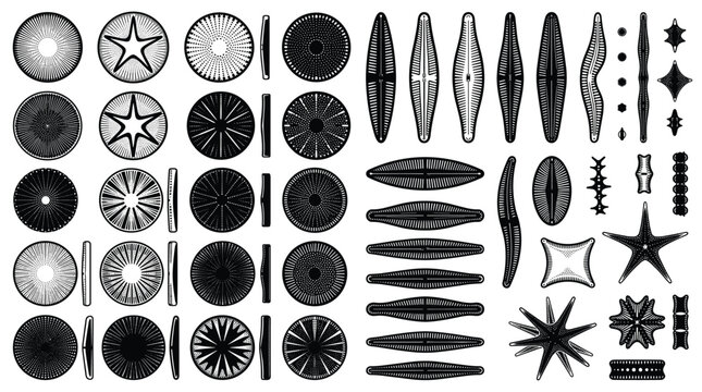 Set of various diatoms and microscopic algae