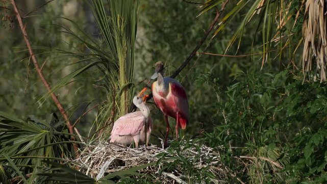 Baby roseate spoonbill chicks in the nest begging for food at sunset time	
