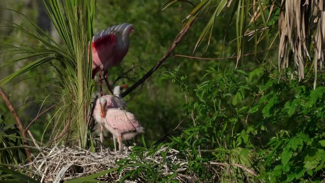 Baby roseate spoonbill chicks in the nest begging for food at sunset time