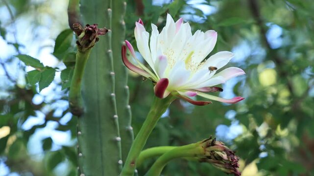 Busy couple of honeybees gathering nectar inside a big white night blooming Cereus cactus blossom growing on a tall green ribbed stem
