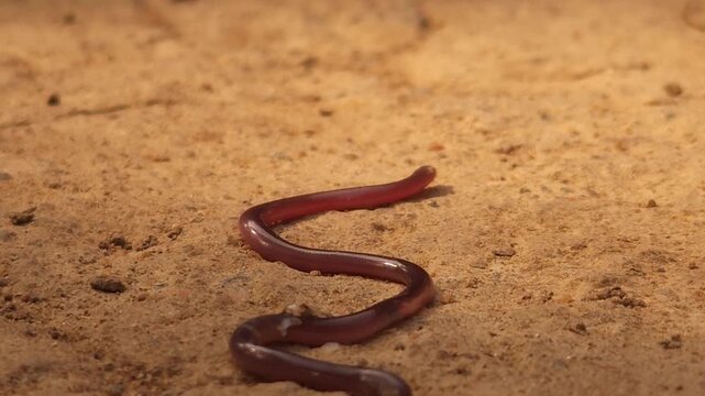Brahminy Blind Snake (Indotyphlops braminus), also known as the Flowerpot Snake, crawling across moist soil in its natural habitat.