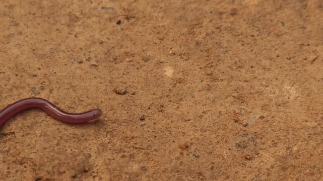 Brahminy Blind Snake (Indotyphlops braminus), also known as the Flowerpot Snake, crawling across moist soil in its natural habitat.