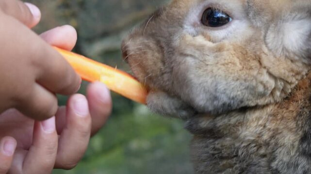 Extreme close up of a child hand feeding a fresh orange carrot to a brown fluffy rabbit. Concept of animal care, domestic pet, childhood interaction, kindness, and eco-friendly lifestyle.