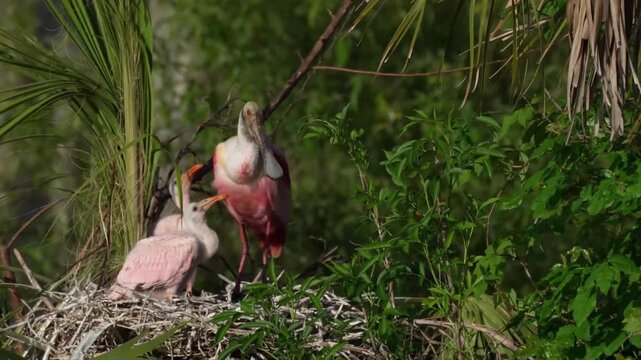 Baby roseate spoonbill chicks in the nest begging for food at sunset time