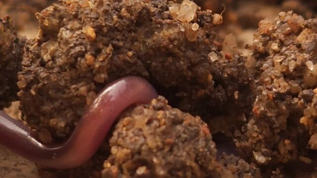 Brahminy Blind Snake (Indotyphlops braminus), also known as the Flowerpot Snake, crawling across moist soil in its natural habitat.
