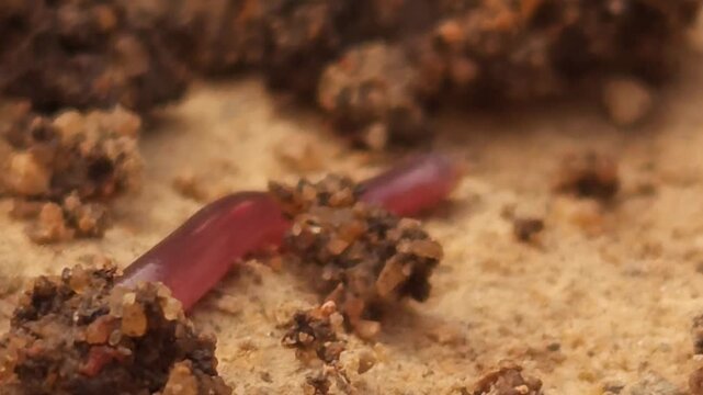 Brahminy Blind Snake (Indotyphlops braminus), also known as the Flowerpot Snake, crawling across moist soil in its natural habitat.