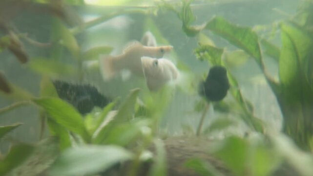 Black and white balloon molly fish swimming together in a lush freshwater aquascape aquarium tank, aquatic ecosystem hobby, nature and underwater background.