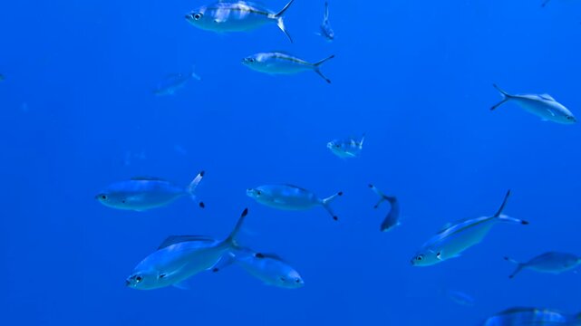 School of tropical fish swimming through crystal clear blue water of coral reef in summer sunlight.