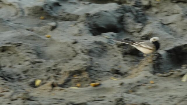 Small white wagtail bird standing on a muddy river bank.