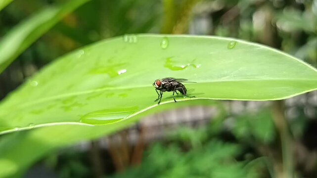 fly on leaf