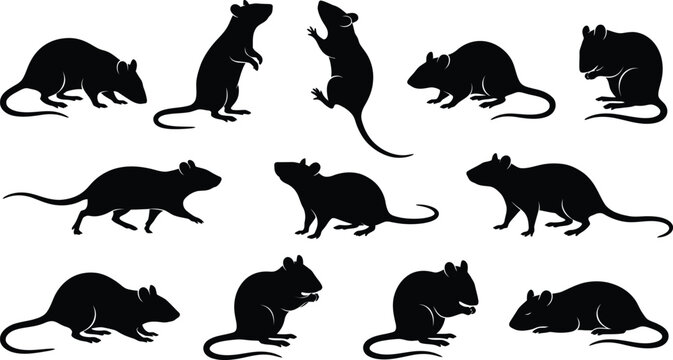 Rat silhouette collection set featuring various poses of rodents isolated on a white background as vector graphic design elements