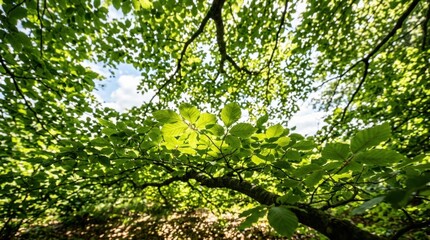 Fototapeta premium Close-up tree branch green leaves Vibrant on a creating canopy