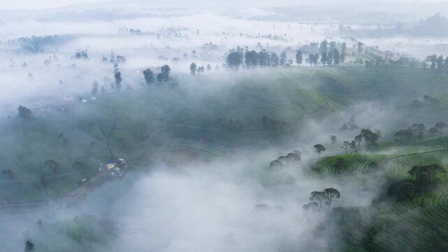 Beautiful aerial view of green tea plantation terraces covered in dense morning mist and fog.