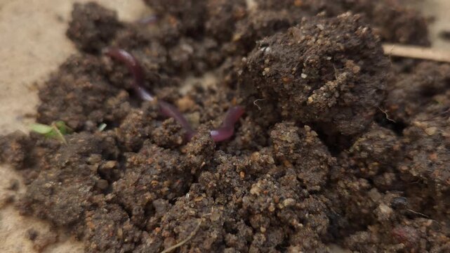 Macro Footage of Brahminy Blind Snake (Indotyphlops braminus) Crawling on Soil in Natural Habitat