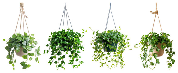 Fototapeta premium PNG Hanging lush green plants decor on transparent background