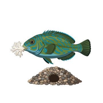 Blue Tilefish Building Burrow Coral Reef Flat Vector