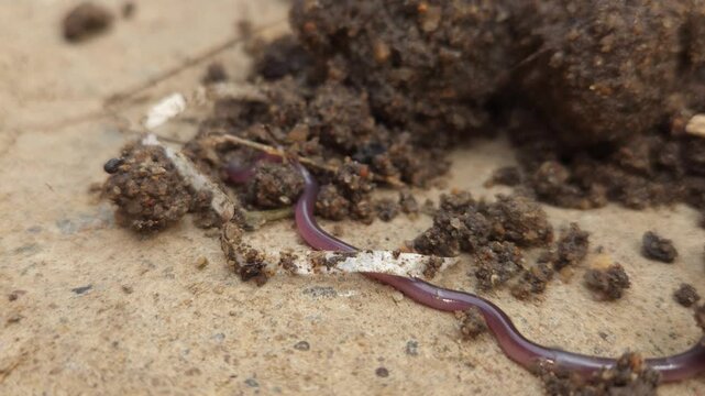 Macro Close Up of Brahminy Blind Snake (Indotyphlops braminus) Crawling on Soil