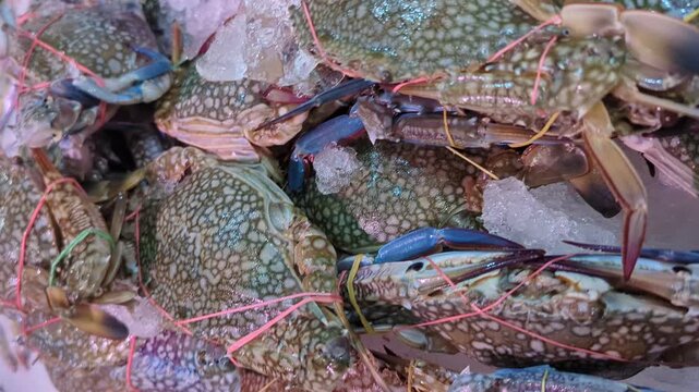 Fresh raw blue swimmer crabs neatly piled on ice at a local seafood market.