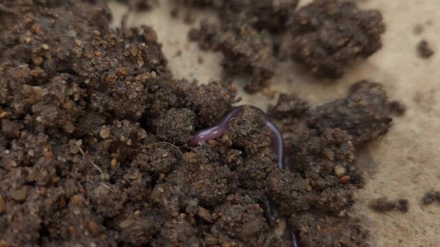 Macro Close Up of Brahminy Blind Snake (Indotyphlops braminus) Crawling on Soil
