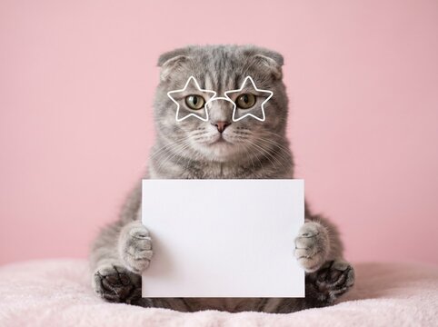 A gray Scottish Fold cat holds a blank card against a soft pink backdrop. Ideal for greeting cards, pet-themed designs, or customizable templates.