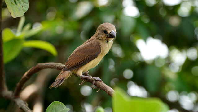 High-resolution image of a Munia bird, commonly known as Burung Emprit, sitting on a twig, ideal for educational or conservation-related media projects.