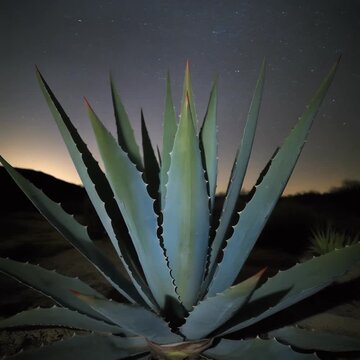 Illuminated Agave Plant Showcasing Photosynthesis Process in Desert Night Setting with Blue Glowing Light Effect on Spiky Leaves