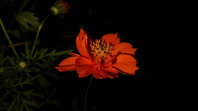 Orange Cosmos Flower Blooming at Night, Close Up Floral Macro with Black Background, Ornamental Garden Flower, Botanical Beauty