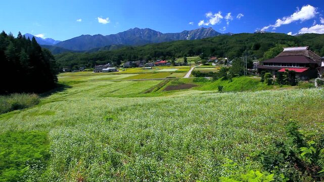 ソバの花と民家と北アルプス