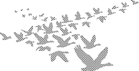 Flock of geese in V-formation, migrating birds flying in a dynamic group, black and white vector illustration, wildlife and nature concept for graphic design projects © Farzana