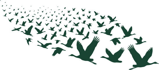 Obraz premium Flock of Flying Birds Vector, Dark Green Silhouettes in Dynamic Perspective. Migratory Avian Movement, Nature and Freedom Concept for Environmental Design.