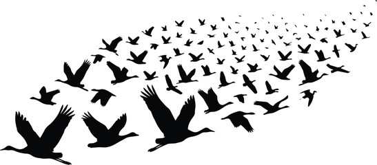 Obraz premium Flying birds silhouette vector, a flock of black birds in flight, abstract avian migration pattern, freedom and movement concept graphic element