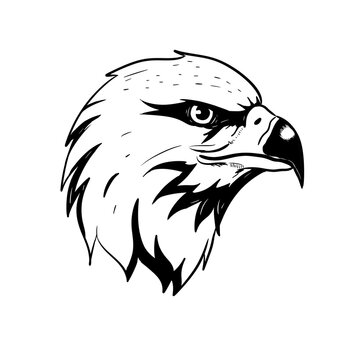falcon head digital drawing illustration isolated